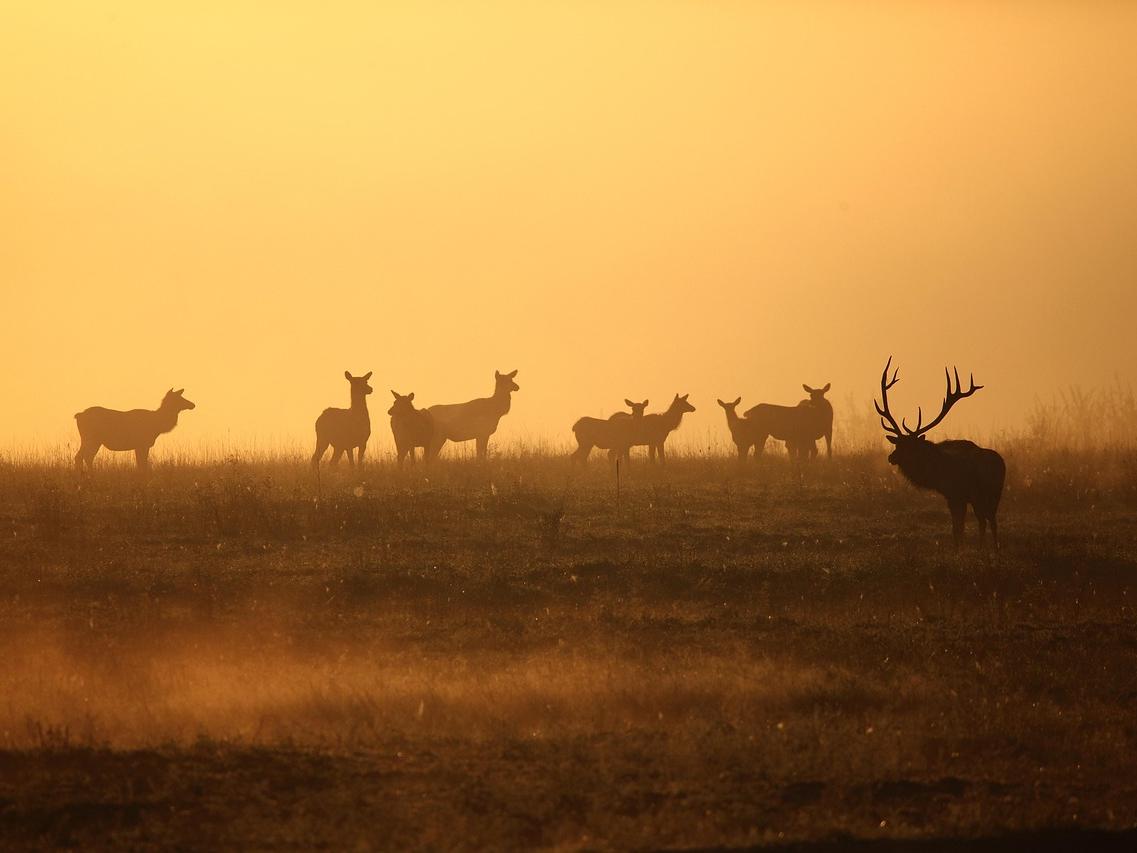Colorado Elk Hunting