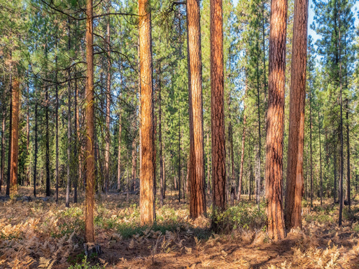 The Guide to Texas Hunting Seasons
