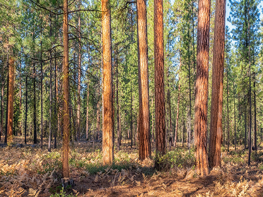 The Guide to Texas Hunting Seasons